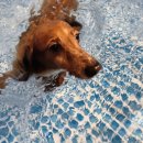 케니애견돌봄센터 이미지