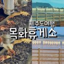 목화휴게소 | 제주도 목화휴게소 오징어구이 먹어본 후기 성산 여행 코스 추천