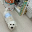 몽마르쉐 네이버블로그
