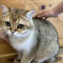 고양이 카페 고양이별 캣카페