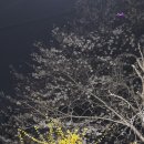 학의천변(한전방향) | 학의천 벚꽃 산책로