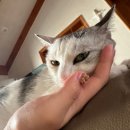 고동물병원 | 칠월이] 일산동물의료원 / 일산 고양이 동물병원 / 대화역 고양이 동물병원 / 킨텍스 고양이 동물병원...