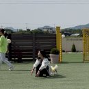 강화도 애견펜션 | 뽀아하우스 독채 숙소 이동 후기 내돈내산