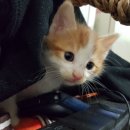 별이와콩이 이미지