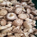 고씨네 농장 이미지