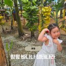 아이랑 주말 나들이｜함평 바나나생태나라 바나나 수확 체험 후기