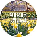 [서산추천명소] 유기방가옥 수선화축제