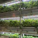 나성농장 이미지