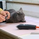 그루밍샵 0105 | 대전 원신흥동 고양이 미용 10년 단골이 인정한 무마취 미용 미쓰고양이
