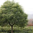 녹나무 Daum카페
