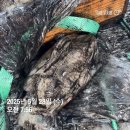 당일경매// 현시세 최저가 활암꽃게/갑오징어/생물아귀 판매합니다^^ 이미지