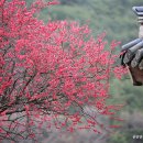 구례 화엄사 화엄매' 천연기념물 지정 축하 이미지