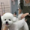 웰니스 펫뷰티 이미지