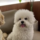 러브썸퍼피 이미지