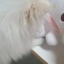 푸쉬푸쉬뽑기방