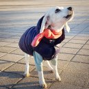 오늘도 즐겁개 이미지