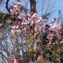 수수꽃다리 이미지