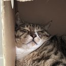 박종옥설렁탕 이미지