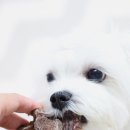 댕냥점빵 이미지