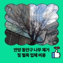 경기도 안양시 동안구청 | 안양 동안구 나무 제거 및 벌목 업체 비용