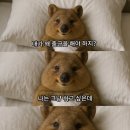 포카포