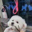 그루밍온 | 대구애견미용실 편안하게 미용하고온 그루밍쇼타임 이용후기