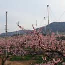 승주정육점 Daum카페