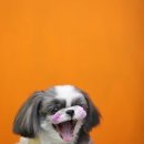 멍멍뷰티 이미지