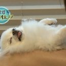 순심이 이미지