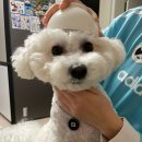 옥천애견미용 | 2025년 10월 스토리