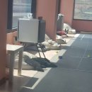 아리네개치원 이미지