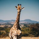 기린에너지 이미지