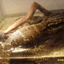 Piglet Monitor (돼지모니터) 이미지