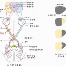 시신경 손상 시 시야 질문합니다 이미지