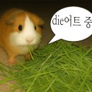 술파남&파파남