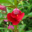 그림처럼 이미지