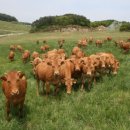 강원축산 이미지