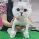 주민이네 복실강아지 이미지