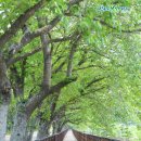 군청 메타세콰이어길 이미지