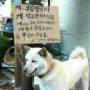 멍뭉이 Daum카페