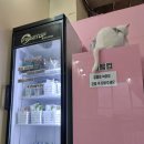 고양이살롱앤카페 | 양산 고양이카페 : 고양이살롱 앤 카페