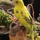 연화네