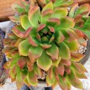 청암여관 이미지