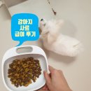 리얼후기 ) 성분 따져보고 먹여본, 강아지 사료 급여 후기 및 추천!