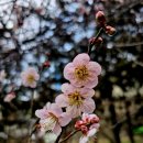 원동교통(주) | 양산 순매원 원동매화축제 2026 3.7일 ~3.8일 원동 페스타3.14일 ~3.15일 실시간 개화 주차 3월6일방문