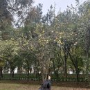 진영냥이 | 왓츠인마이블로그가 드디어 끝나다