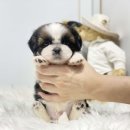 독의정부강아지분양애견분양