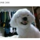 디디디 네이버블로그