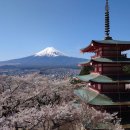 시즈오카 후지산 벚꽃출사는 취소합니다 이미지
