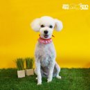 강아지미용실502 이미지